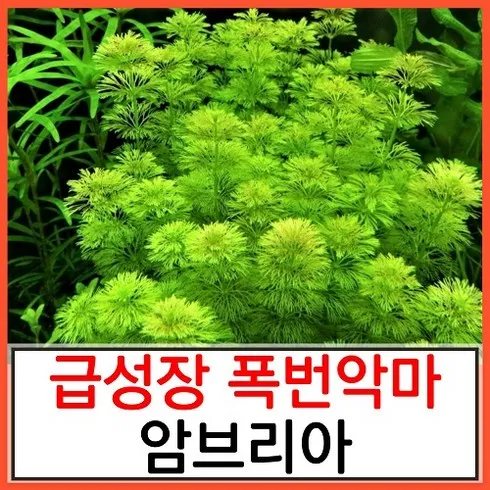 마감 직전 암브리아수초 이상적인 그 제품!