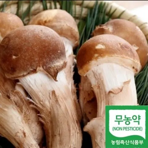 오늘을 빛내는! 터키산 송이버섯 믿기지 않는 가격과 품질!