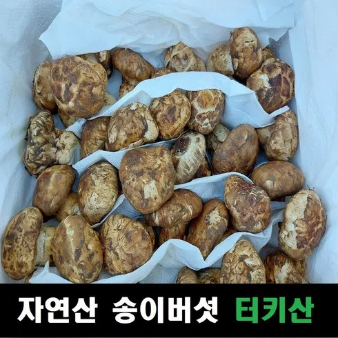 대박상품! 터키산 송이버섯 생활 혁신!