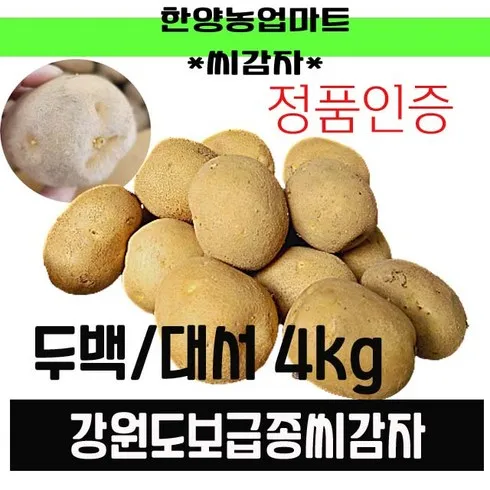 이거 실화? 대박 품질! 씨감자 놀라운 효과!