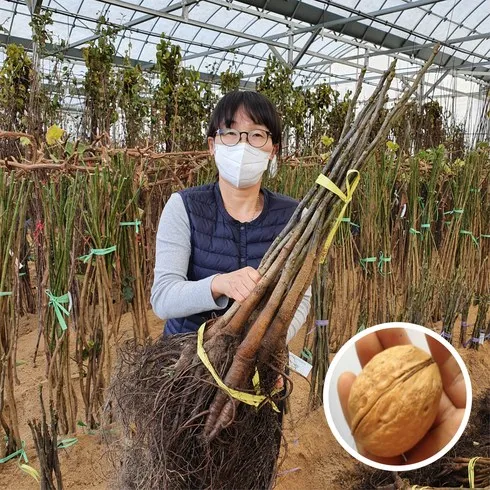 최강 호두나무 이걸로 매일이 신날거에요!