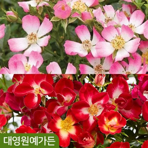 진정한 추천템! 찔레장미 +내돈내산 후기!